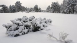 Моята Коледа