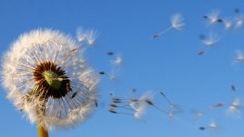 Флирт с вятъра