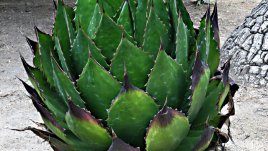 Сироп от агаве –  здравословен заместител на захарта