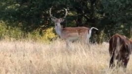 Екипът на „Новините ON AIR“ спаси елен лопатар от отстрел