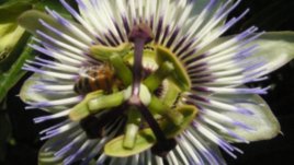 Пасифлората – загадъчно екзотична и страстна
