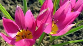 Мини лалета – новост в ботаническата градина в Балчик