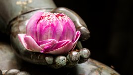 Будистка мъдрост на деня