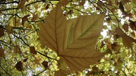 Да се отдадем на есенна романтика с любимия