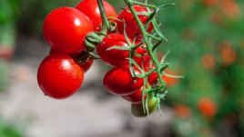 Ползи и рискове от ежедневната консумация на домати 