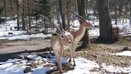 Палеопарк Вършец – природата по нашите земи преди 2,5 милиона години