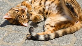 Как да преборим мързела си