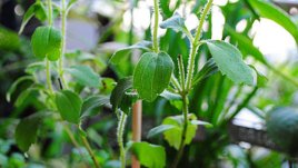 Стевията и полезните й действия за организма 