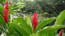 Алпиния - огън и екзотика от Полинезия