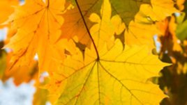 Есенни ритми