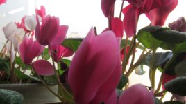 Цикламата – прекрасна и през зимата