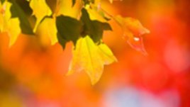 Елегия за спомени