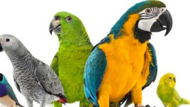 Знаете ли, че... някои птици могат да спят във въздуха?