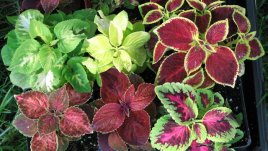 Колеус – многоцветната коприва
