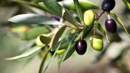 За какво помагат маслиновите листа?
