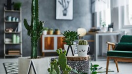 Неща, които носят лош късмет в дома