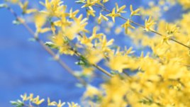 Форзицията – слънчевата усмивка на пролетта