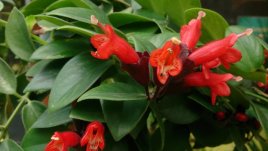 Есхинантус – тропическа красота в ярки цветове 