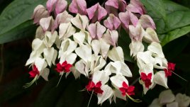 Клеродендрон – цели 2 метра красота!