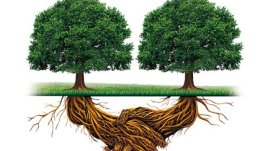 „Интелектът на растенията“ – Стефано Манкузо, Алесандра Виола