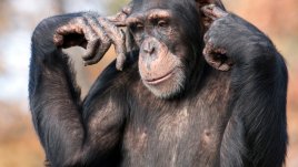 Знаете ли, че... шимпанзетата пръцкат много силно? 
