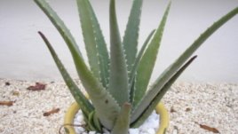 Алое Вера наистина лекува