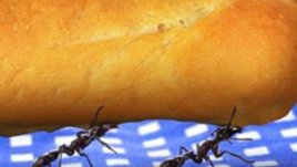 Кои са опасните оцветители?