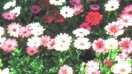 Osteospermum ecklonis