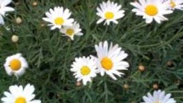 Argyranthemum frutescens