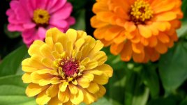 Циния или оченце – прелестно красива! 