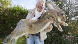 Запознайте се с най-големия заек на света!