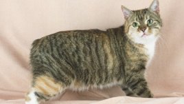 И безопашатата котка манкс идва за изложба