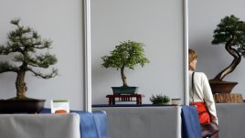 Растения, подходящи за бонсай