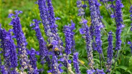 Лечебните ползи от лавандулата