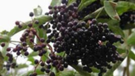 Черният бъз - сила през зимата