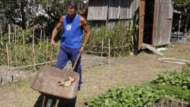 Фолиева киселина в градината