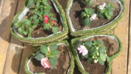 Цветя от сърце в сърце