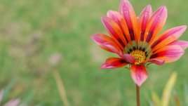 10 март – честит имен ден на Галя и Галина!