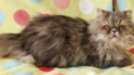 Аз съм вашата котка