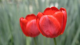 6 март – честит имен ден на Красимир и Красимира!