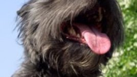 Опитомяване на чувствата