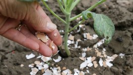 3 ползи от наторяването с яйчени черупки