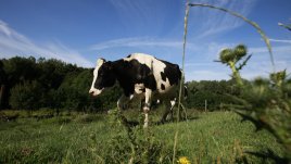 Как да си набавим истински калций