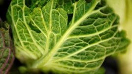 4 важни за организма храни, които пренебрегваме