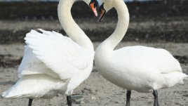 Аз искам само теб