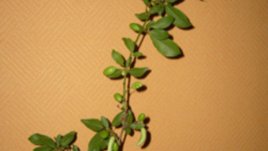 Странно явление – сливите може би мутират