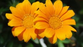 Лека програма през първия уикенд на юни