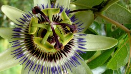 5 билки, които помагат при стрес