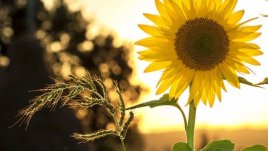 Мисъл на деня за обидата