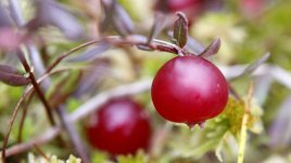 Маска с червена боровинка за сияйна кожа на лицето